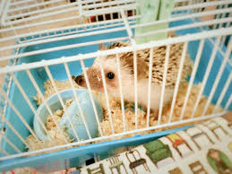 Some pets are better off when they are put together with others of their kind. Cages And Other Housing For Pet Hedgehogs