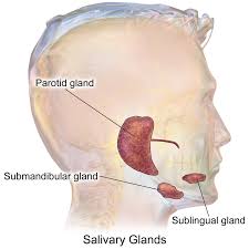 infected salivary gland entsho com
