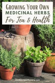 Medicinal Herbs For Tea Tips For