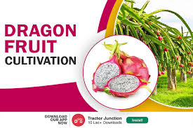 Dragon Fruit Cultivation Complete