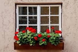 10 best flowers for window bo