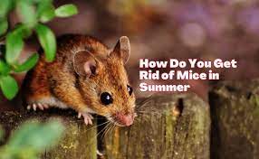 guelph pest control how do mice defend