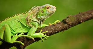 Exotic reptiles pet shop | about us. Exotic Pet Laws In B C