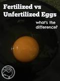 whats-the-difference-between-eggs-we-eat-and-eggs-that-hatch
