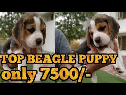 Click below to find a shelter or rescue in your area! Beagle Puppy For Sale Youtube