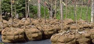 Burlap Before Planting A Tree