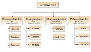 Carbohydrates Types And Properties Nutrition Education