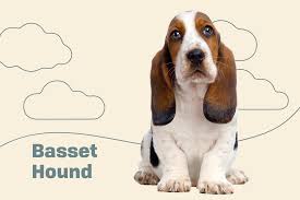 The approach to select newborn basset hound puppies can sometimes be flawed because of a variety of reasons. Basset Hound Dog Breed Information Characteristics Daily Paws
