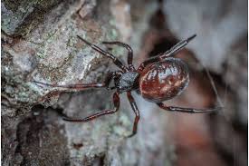 false widow spiders ultimate pest control