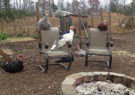 Raising turkeys is similar to raising chickens. 9 Reasons Why Raising Turkeys Might Not Be Right For Some Homesteaders