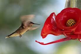 Best Hummingbird Feeder To Attract