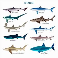 Shark Fish Vector Set In Flat Style Design Different Kind