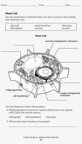 blank plant cell worksheet form