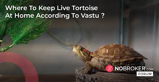 Live Tortoise At Home Vastu Compliant