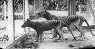 It is the widest any mammal could ever open its mouth. Tasmanian Tigers Start To Look Like Dogs In The Pouch Pursuit By The University Of Melbourne