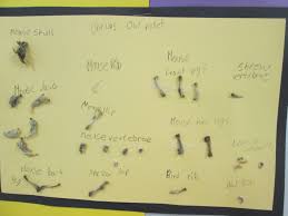 Owls Across The Curriculum From Books To Pellet Dissection