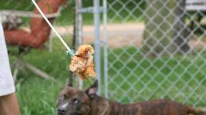 Make a toy on a stick to play with your dog. Dog Word Of The Day Flirt Pole Dog Discoveries