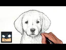 how to draw a dog golden lab puppy