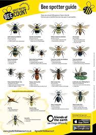 Hinton Pest Control On British Bees Types Of Bees Bee