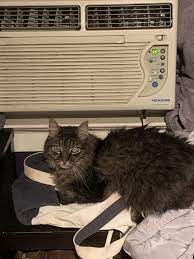 do cats like air conditioning clever