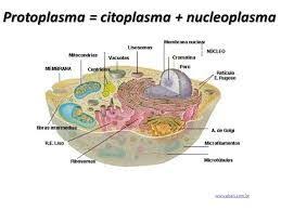023 - PROTOPLASMA 2 - Lo primero que vamos a hacer antes de las  definiciones, es establecer el sign… | Celulas eucariotas animal, Celula  eucariota, Eucariota animal