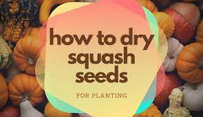 how to dry squash seeds for planting