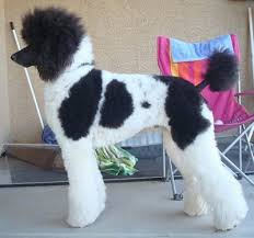 standard poodle dog breed pictures 1