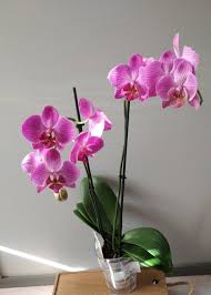 Почему погибают орхидеи #плесень_на_орхидее #орхидеи #orchids как выращивать орхидеи_башмачки #пафиопедилум#фрагмипедиум#. Orhideya Falenopsis 2 Vetki V Kashpo 376 V Breste