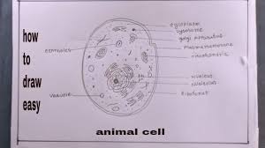 how to draw cell easy diagram of
