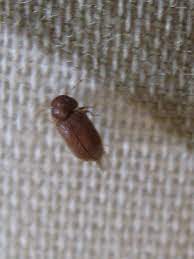 small brown beetle