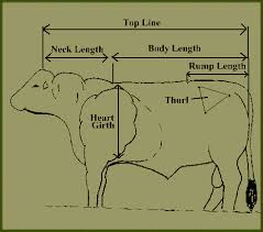 Bull Linear Measurement Artisan Beef Genetics