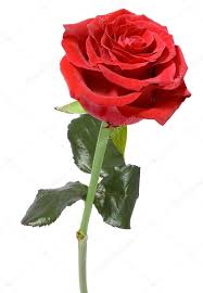 single red rose stock photo by