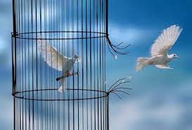 Ouvrez ouvrez la cage aux oiseaux - Home | Facebook