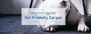 pet friendly carpet empire today