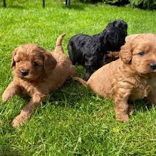 See cavapoo pictures, explore breed traits and characteristics. Cavapoo Puppies Home Raised Cavapoo Puppies For Rehoming Facebook