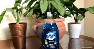 Get Rid Of Gnats With Dawn Dish Soap