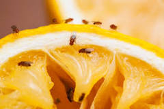 What does fruit flies hate?