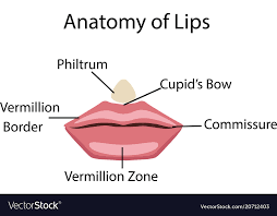 lips royalty free vector image