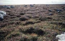 What shrubs live in the tundra?