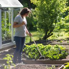 6 Tips For Growing A Vegetable Garden