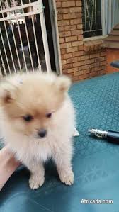 beautiful toy pom puppies looking for