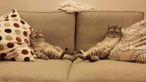 Image result for cats relaxing