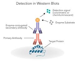 western blot protocol r d systems