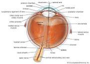 Optic nerve | Vision, Retina. & Optic Chiasm | Britannica