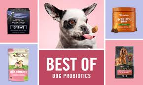 the best probiotics for dogs as rated