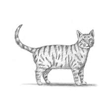 Join our monthly membership a. How To Draw Cats Step By Step Easy For Android Apk Download