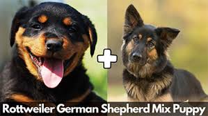 German shepherd & rottweiler mix puppies may be born with a mix of their parent breeds' characteristics. Everything About Rottweiler German Shepherd Mix Puppy