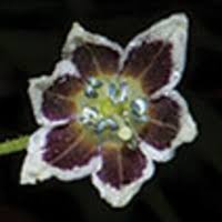 Capsicum carassense (Solanaceae), a new species from the ...