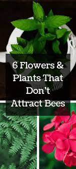 Also, many of its varieties are available in bright colors, such as red, yellow, pink, and orange, which is exactly why they are not as friendly to bees as other flowers in the garden. 6 Flowers Plants That Don T Attract Bees Miranda Made Plants Attracting Bees Bees Plants