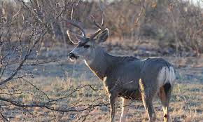 mule deer texas parks wildlife